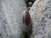 Shiva lingam - pvsek*