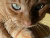 Mac��ek nap�l bd�c� nap�l sp�c�